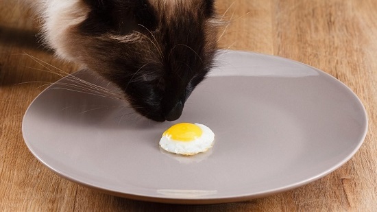 can kittens eat eggs