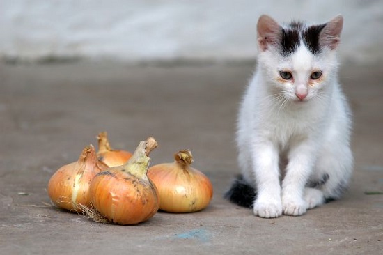 can kittens eat onions