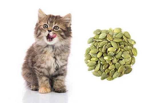 can-cats-eat-pumpkin-seeds-read-before-you-feed