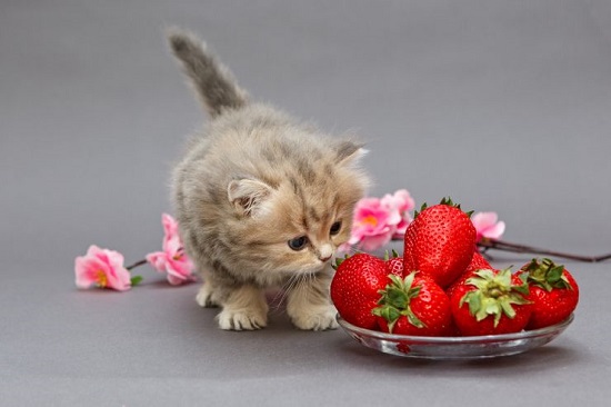 can kittens eat strawberries