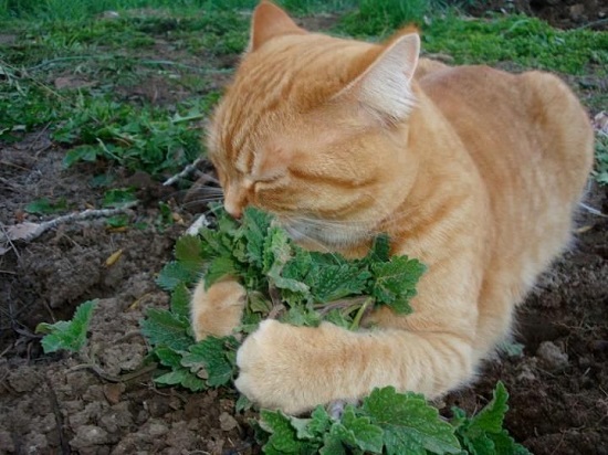 can kittens have kale