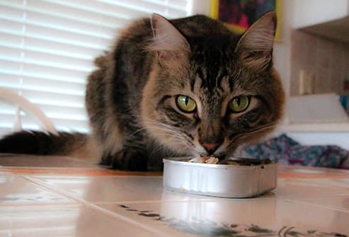 cat eating canned chicken