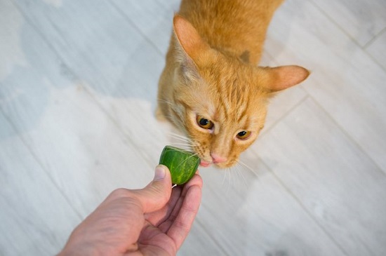 cat eating cucumber
