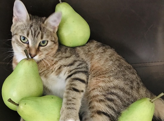 cats and pears