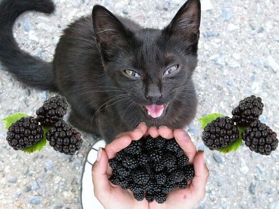 cats can eat  blackberries