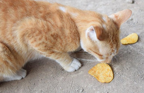 cats can eat potato chips