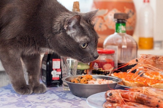 cats can eat shrimp