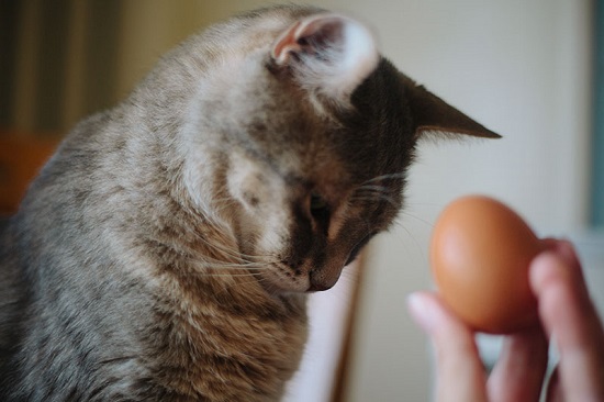 cats can have hard boiled egg