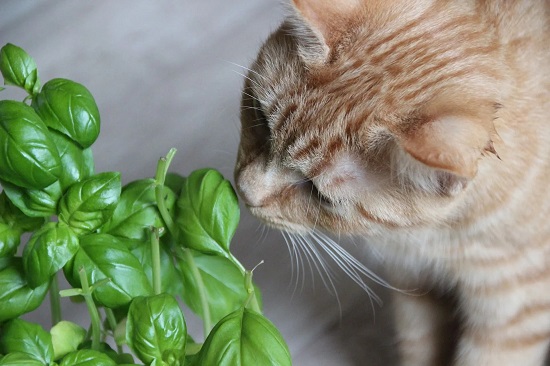 cats can have parsley