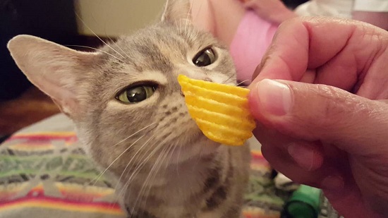 cats can have potato chips