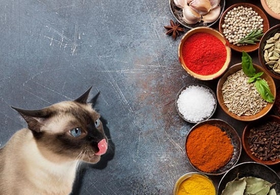 cats can have spicy food