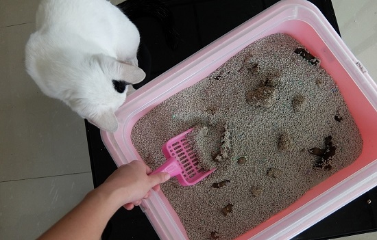 dirty cat litter box