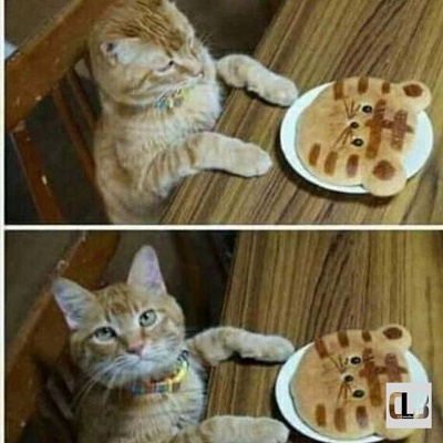 funny kittens memes