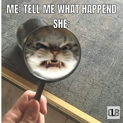 hilarious kitten memes