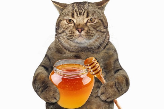 is honey bad for cats