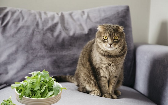 is kale toxic to cats