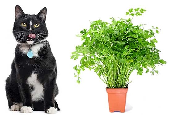 is parsley bad for cats