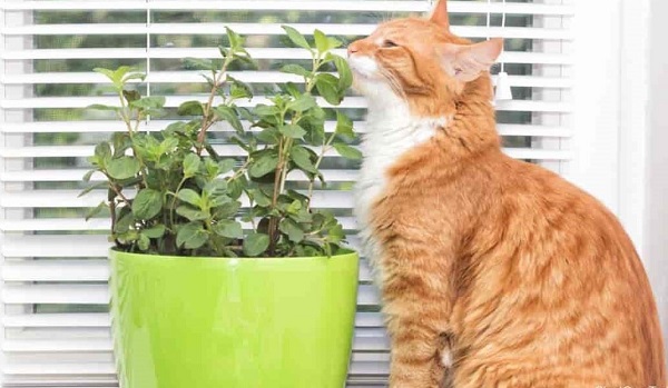 is peppermint safe for cats