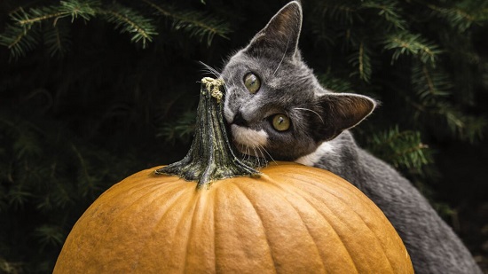 is pumpkin safe for cats