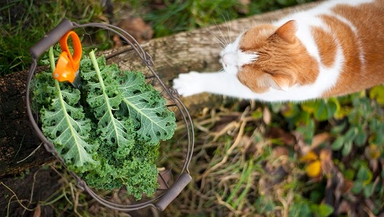 kale good for cats