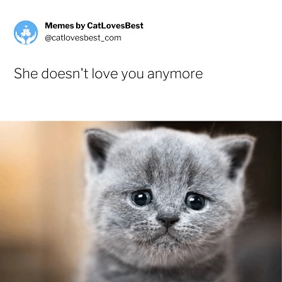 kitten meme cuteness