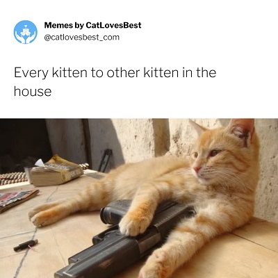 kitten memes for life