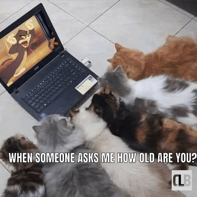 laughing kitten memes