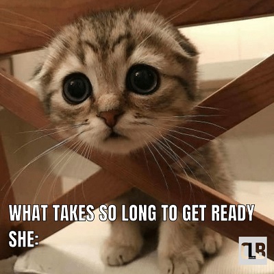 newest kitten meme