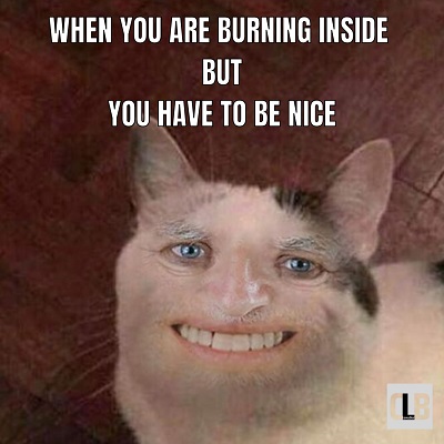 sarcastic kitten meme