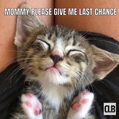 sassy kitten meme