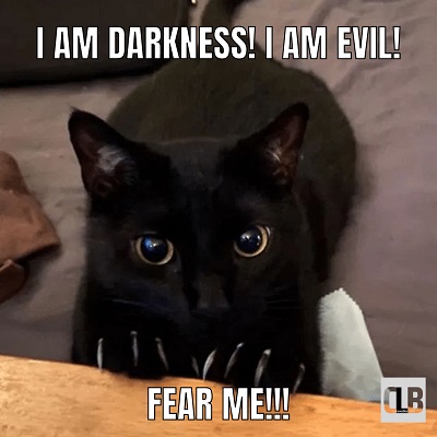 scary kitten meme