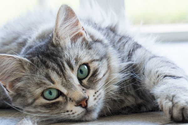 silver tabby cat facts