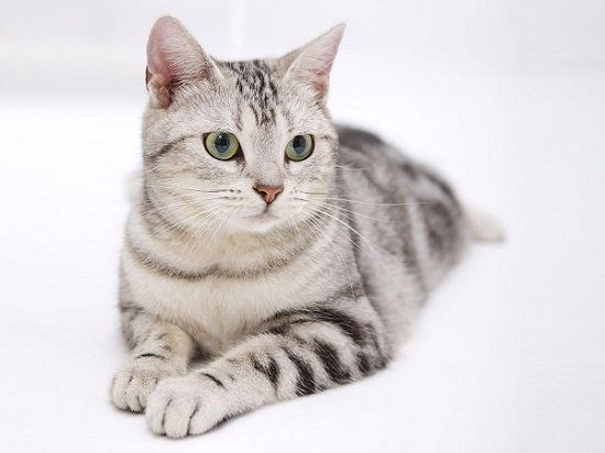 silver tabby cats