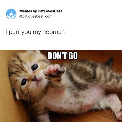smitten kitten meme