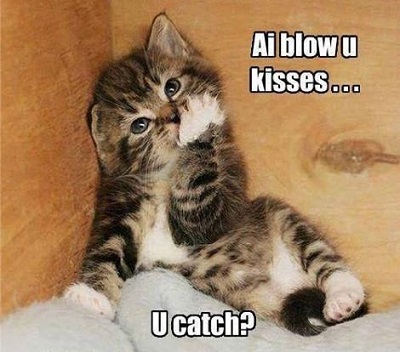 too funny kitten meme