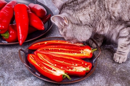 what spices can cat eat