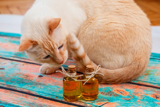 will peppermint oil hurt cats
