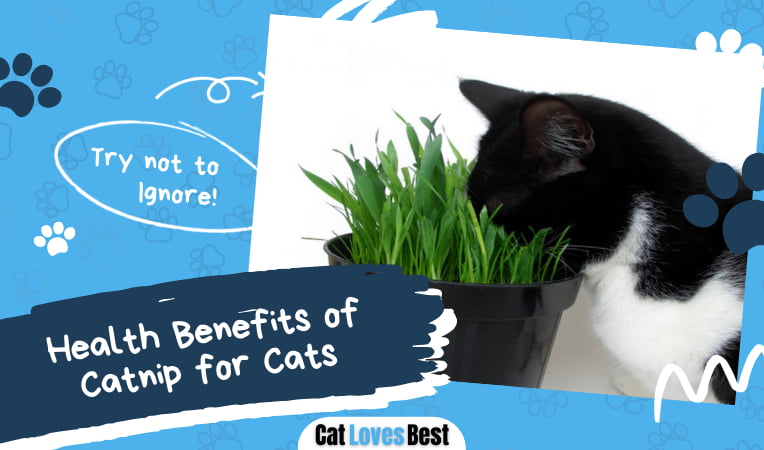 Benefits of Catnip for Cats