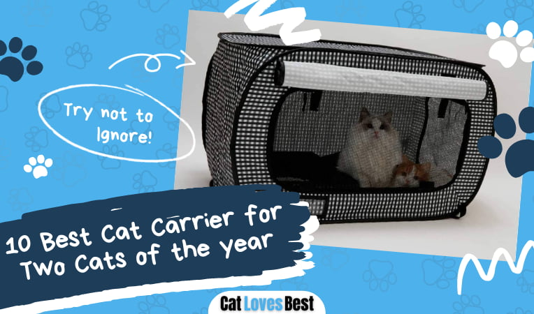 Best Cat Carrier for Two Cats