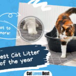 Best Cat Litter Mats