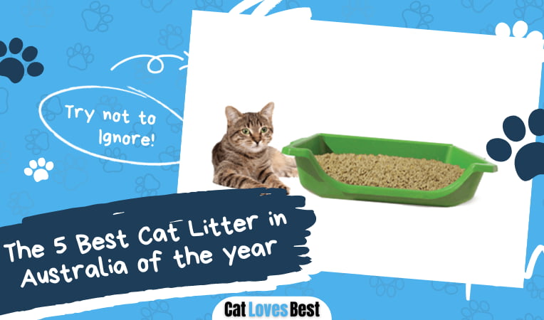 Best Cat Litter in Australia