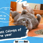 Best Catnips