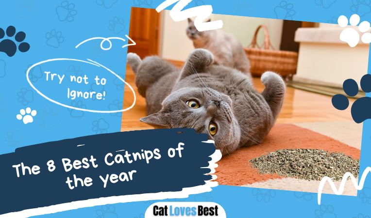 Best Catnips