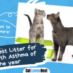Best Litter for Cats With Asthma