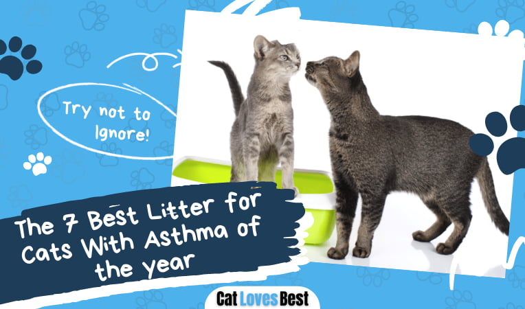 Best Litter for Cats With Asthma