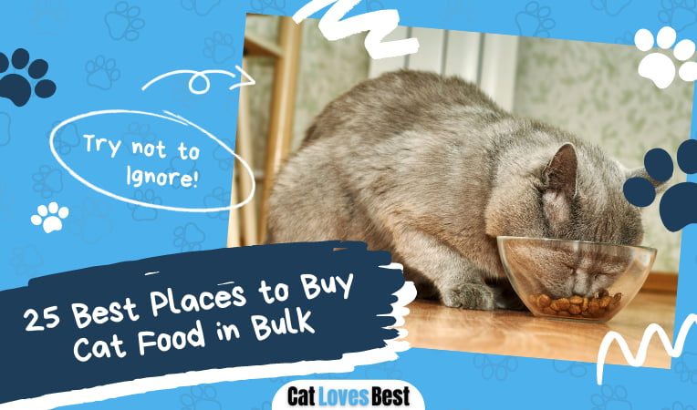 Best Places to Buy Cat Food in Bulk