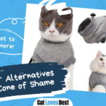 Better Alternatives to the Cone of Shame