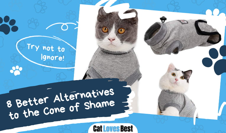 Better Alternatives to the Cone of Shame