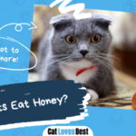 Can Cats Eat Honey