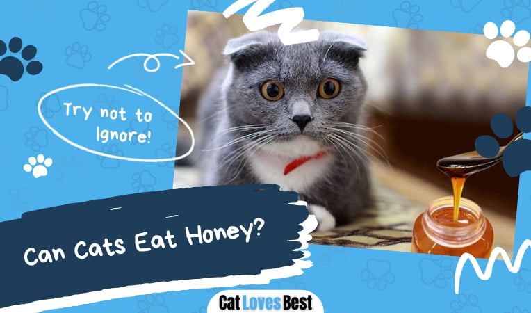 Can Cats Eat Honey